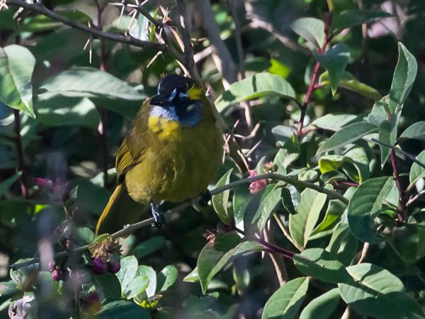 <h3><a href="/trips/srilanka/biota/animalia/chordata/aves/040 passeriformes/074 pycnonotidae/pycnonotus penicillatus/pycnonotus penicillatus-nl.html">Pycnonotus&nbsp;penicillatus</a> / Yellow‑eared&nbsp;bulbul / Geelpluimbuulbuul</h3>NIKON D500 met AF-S Nikkor 80-400mm f/4.5-5.6G ED VR, 1/1250 sec  bij F5.6, ISO 2000, afstand 14.9&nbsp;m